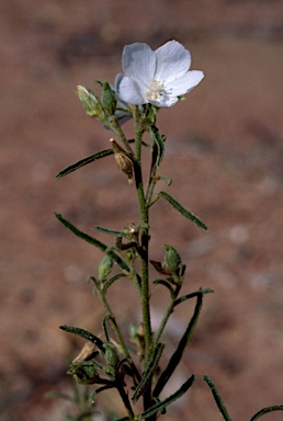 APII jpeg image of Hibiscus burtonii  © contact APII