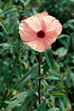 APII jpeg image of Hibiscus diversifolius  © contact APII