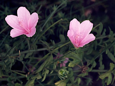 APII jpeg image of Hibiscus pedunculatus  © contact APII