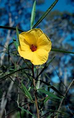 APII jpeg image of Hibiscus heterophyllus  © contact APII