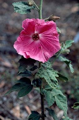 APII jpeg image of Hibiscus x splendens  © contact APII