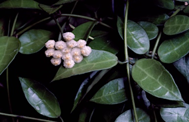 APII jpeg image of Hoya lacunosa  © contact APII