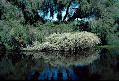 APII jpeg image of Hypocalymma angustifolium  © contact APII