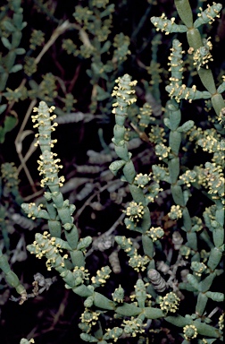 APII jpeg image of Tecticornia pluriflora  © contact APII
