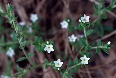 APII jpeg image of Heliotropium bracteatum  © contact APII