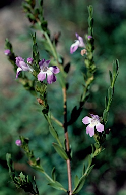 APII jpeg image of Hemigenia conferta  © contact APII