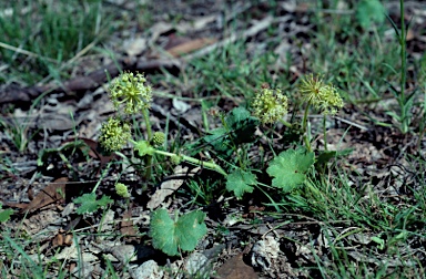 APII jpeg image of Hydrocotyle laxiflora  © contact APII