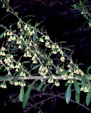 APII jpeg image of Melicytus dentatus  © contact APII