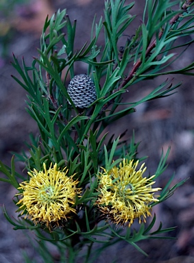 APII jpeg image of Isopogon anemonifolius  © contact APII