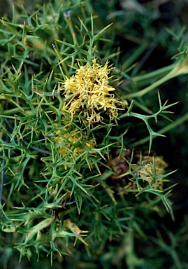 APII jpeg image of Isopogon ceratophyllus  © contact APII