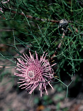 APII jpeg image of Isopogon divergens  © contact APII