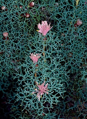 APII jpeg image of Isopogon gardneri  © contact APII