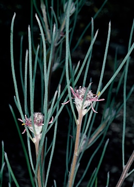 APII jpeg image of Isopogon scabriusculus subsp. stenophyllus  © contact APII