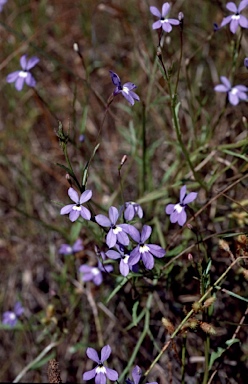 APII jpeg image of Lobelia douglasiana  © contact APII