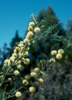 APII jpeg image of Kunzea ericifolia  © contact APII