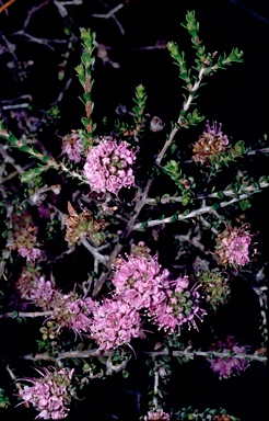 APII jpeg image of Kunzea micrantha subsp. oligandra  © contact APII