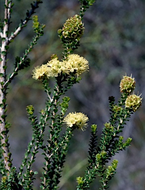 APII jpeg image of Kunzea spicata  © contact APII