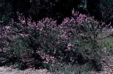 APII jpeg image of Kunzea parvifolia  © contact APII