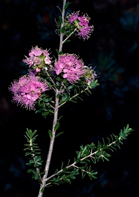 APII jpeg image of Kunzea praestans  © contact APII