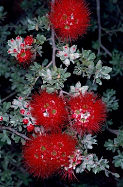 APII jpeg image of Kunzea pulchella  © contact APII