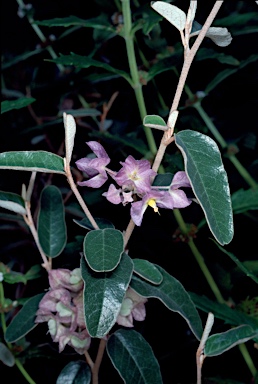 APII jpeg image of Keraudrenia integrifolia  © contact APII