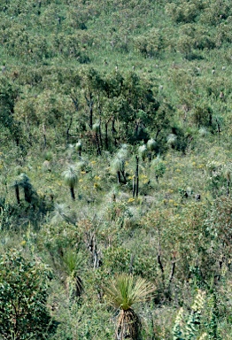 APII jpeg image of Kingia australis  © contact APII