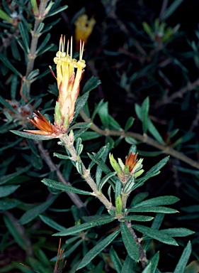 APII jpeg image of Lambertia fairallii  © contact APII