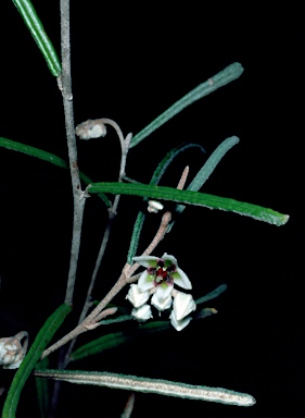 APII jpeg image of Lasiopetalum rosmarinifolium  © contact APII