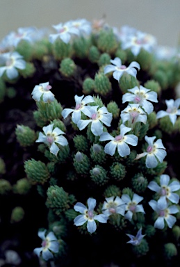 APII jpeg image of Lechenaultia pulvinaris  © contact APII