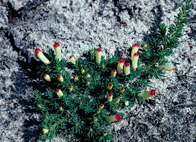 APII jpeg image of Lechenaultia tubiflora  © contact APII