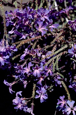 APII jpeg image of Lechenaultia 'Fantail Ultraviolet'  © contact APII
