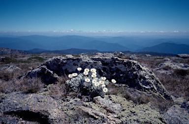 APII jpeg image of Leucochrysum alpinum  © contact APII