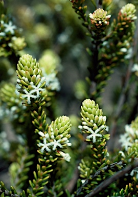 APII jpeg image of Leucopogon flavescens var. brevifolius  © contact APII