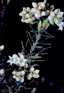 APII jpeg image of Acrothamnus hookeri  © contact APII