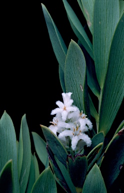 APII jpeg image of Leucopogon parviflorus  © contact APII