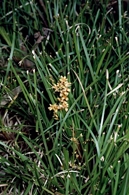 APII jpeg image of Lomandra confertifolia subsp. similis  © contact APII