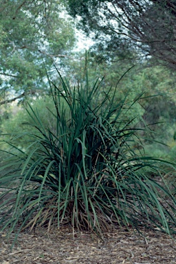 APII jpeg image of Lomandra hastilis  © contact APII