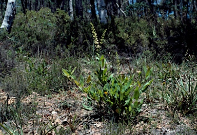 APII jpeg image of Lomatia ilicifolia  © contact APII