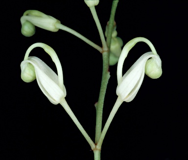 APII jpeg image of Lomatia myricoides  © contact APII
