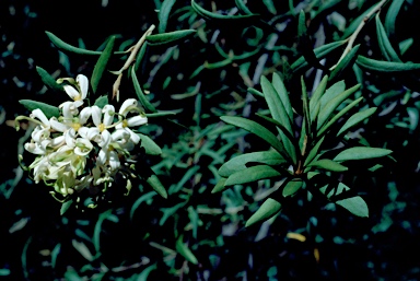 APII jpeg image of Lomatia polymorpha  © contact APII