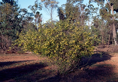 APII jpeg image of Labichea lanceolata  © contact APII