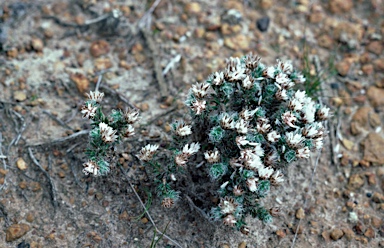 APII jpeg image of Laxmannia brachyphylla  © contact APII