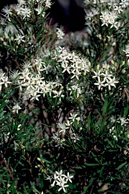 APII jpeg image of Leionema sp. Colo River (P.H.Weston 2423)  © contact APII