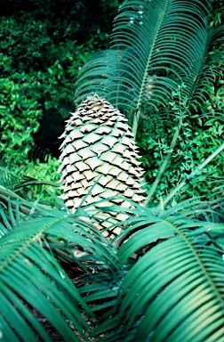 APII jpeg image of Lepidozamia peroffskyana  © contact APII