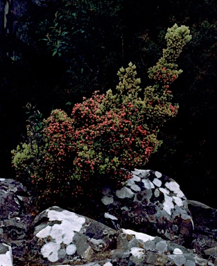 APII jpeg image of Leptecophylla juniperina subsp. juniperina  © contact APII