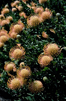 APII jpeg image of Leucospermum cordifolium  © contact APII