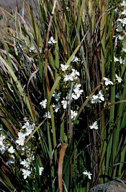 APII jpeg image of Libertia paniculata  © contact APII