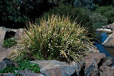 APII jpeg image of Libertia paniculata  © contact APII