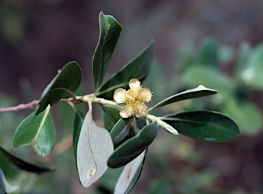 APII jpeg image of Lophostemon grandiflorus subsp. riparius  © contact APII