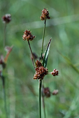 APII jpeg image of Luzula densiflora  © contact APII